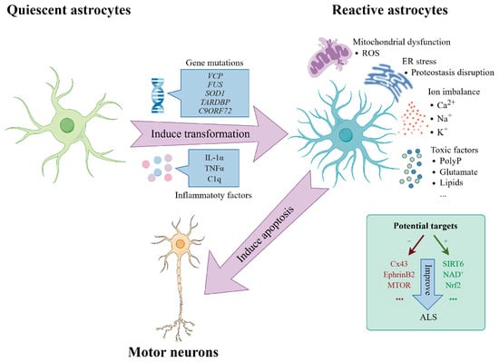 What Single-Cell Transcriptomics Is Revealing About Alzheimer’s Disease Cells