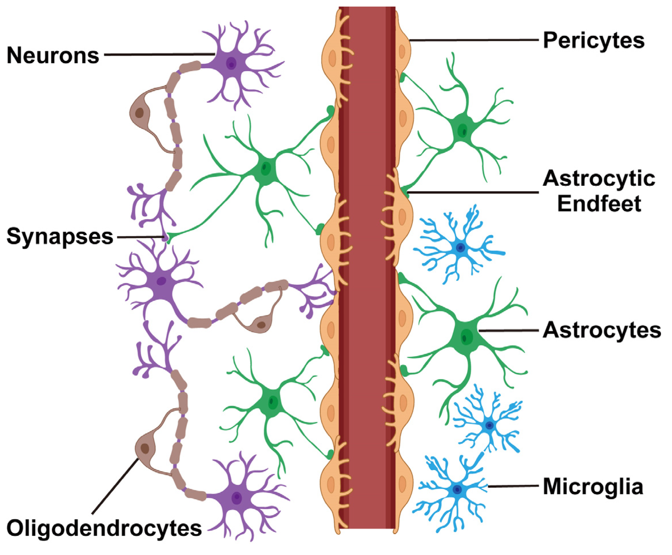 Alzheimer’s Disease and Single-Cell Transcriptomics: Why Cell-Level Views Matter